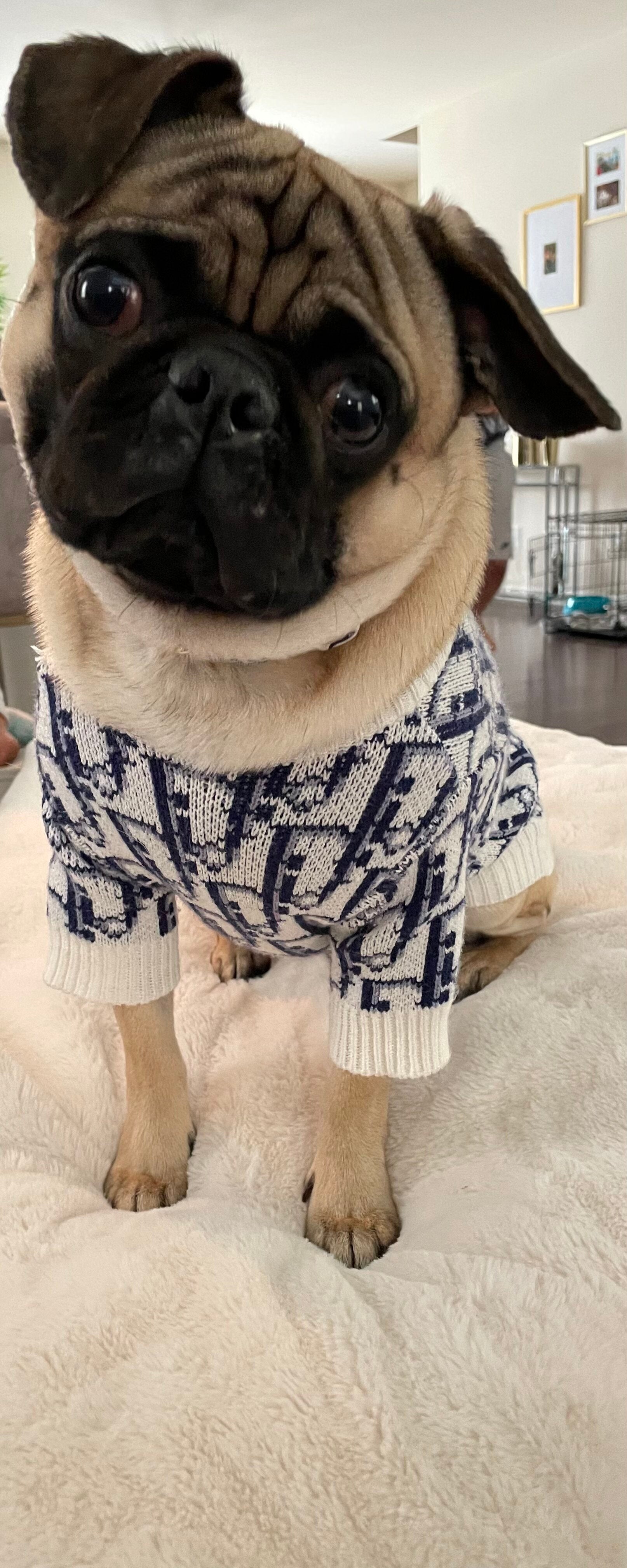 Doggie Dogior Sweater